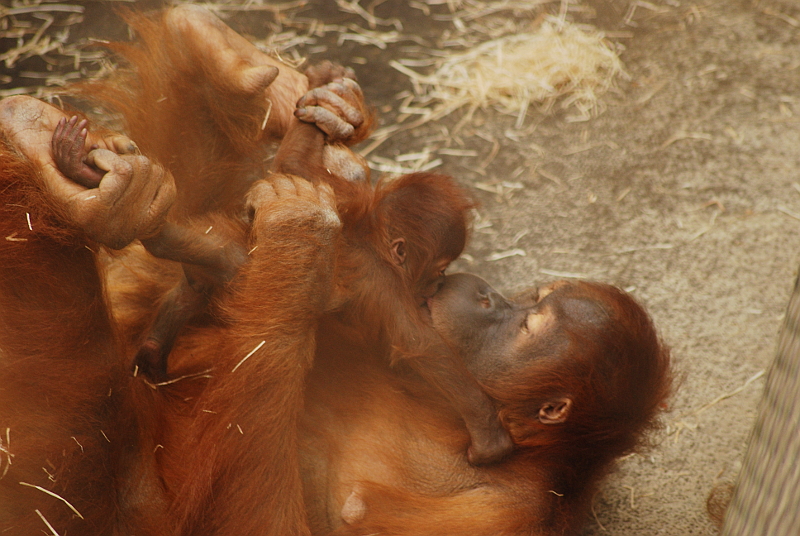 Sumatran Orang-Utan with baby
