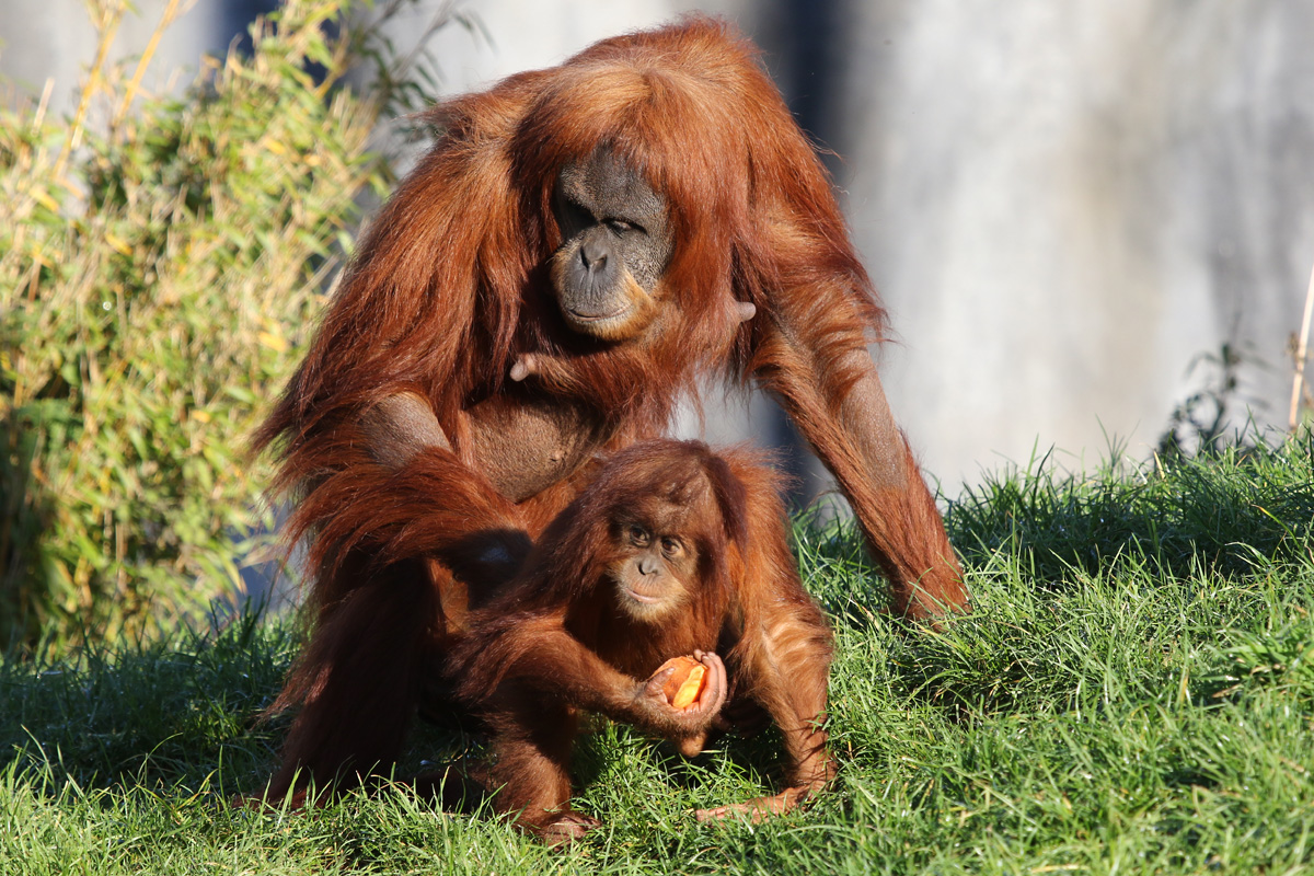 Sumatran Orang Utan with youngster. Chester Zoo 23rd December, 2017.