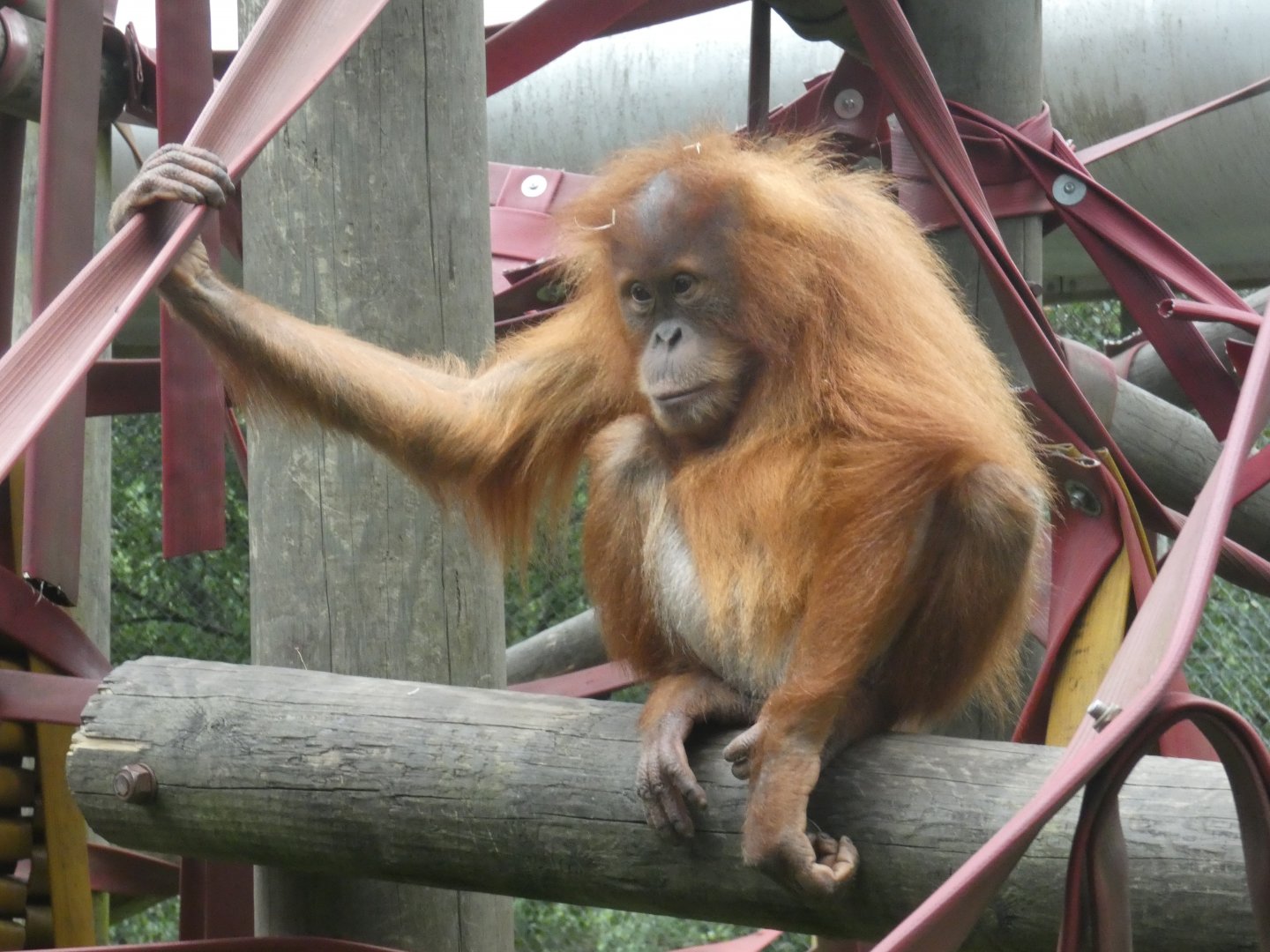 Sumatran orang-utan young female