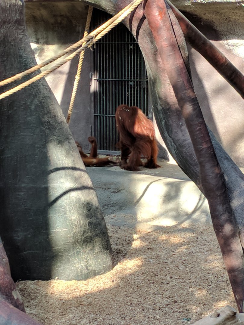 Sumatran Orang Utan Zoo Praha 2018
