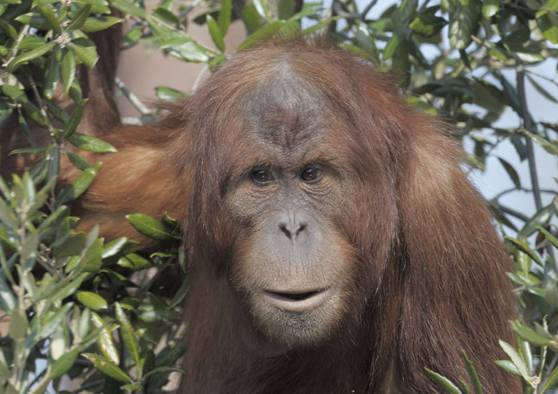 Sumatran orang utan