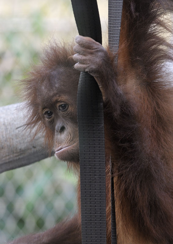 Sumatran orang utan