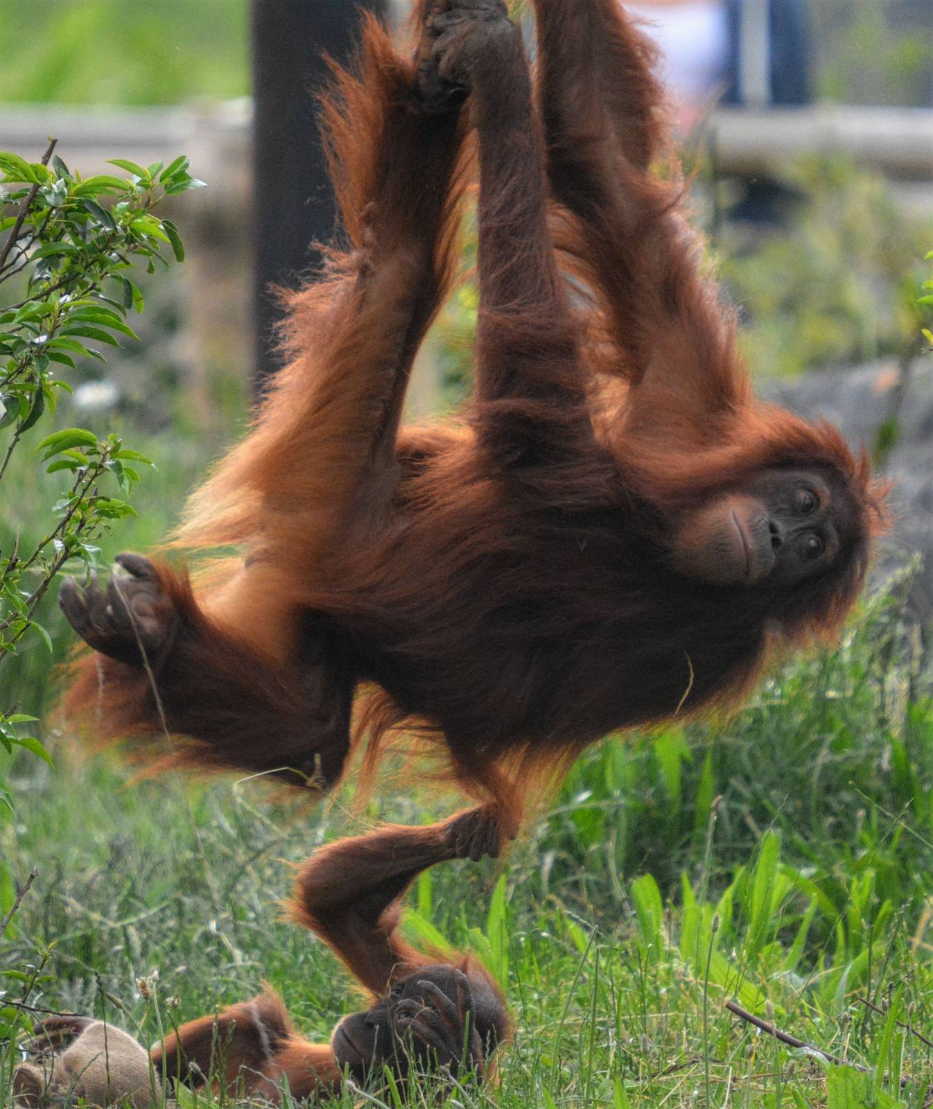 Sumatran Orang-utan