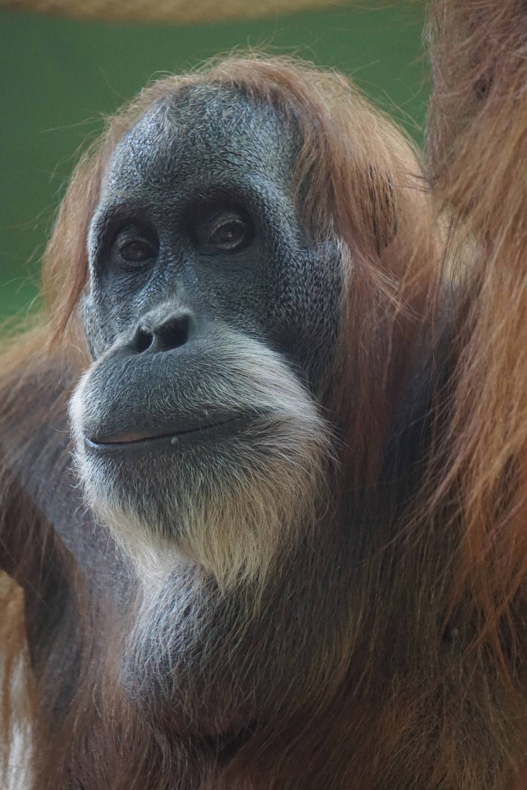 Sumatran Orang-utan