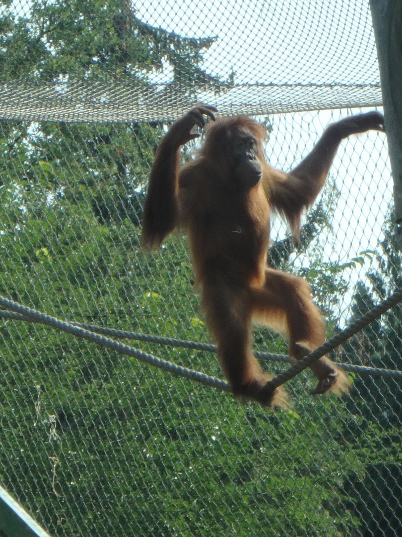 Sumatran orang-utan