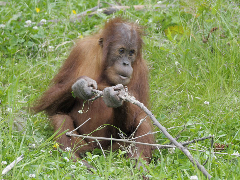 Sumatran orang utan