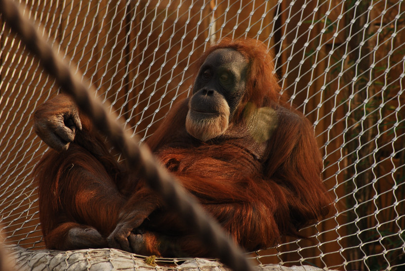 Sumatran Orang-Utan