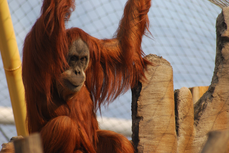 Sumatran Orang-Utan