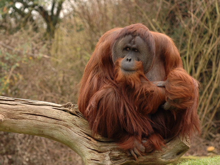 Sumatran orang utan