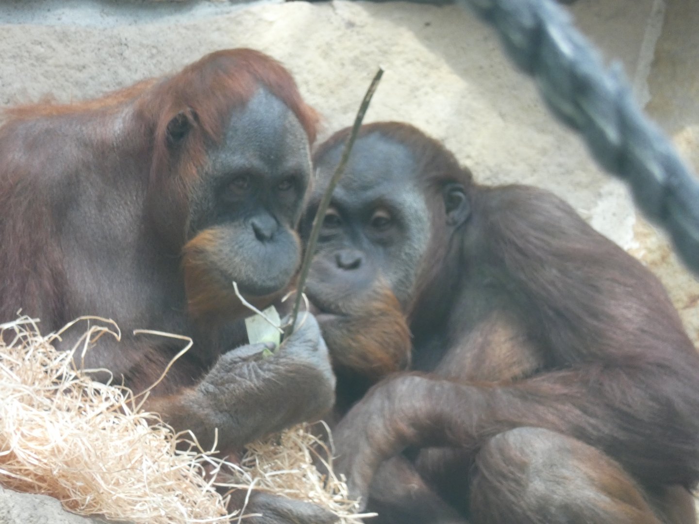 Sumatran Orang-utans (Bini & Bulan)