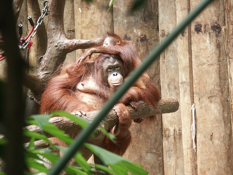 Sumatran Orang-utans in Krefeld