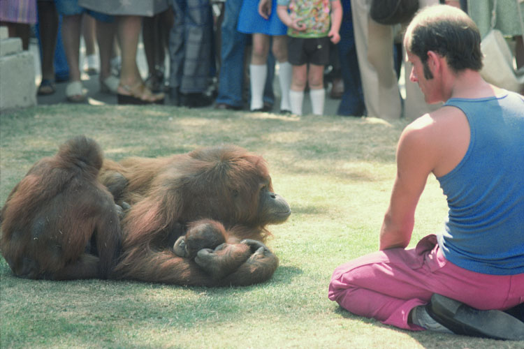Sumatran orang utans outing