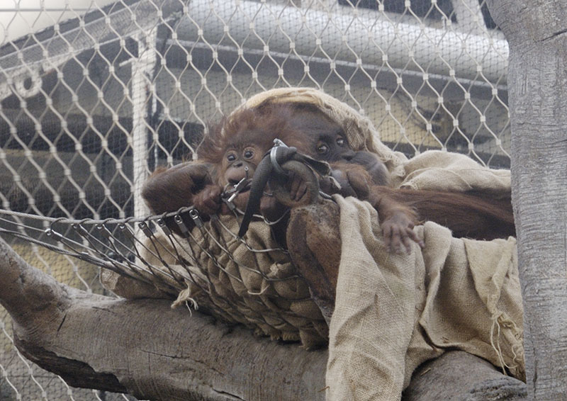 Sumatran orang utans Siska and Subis