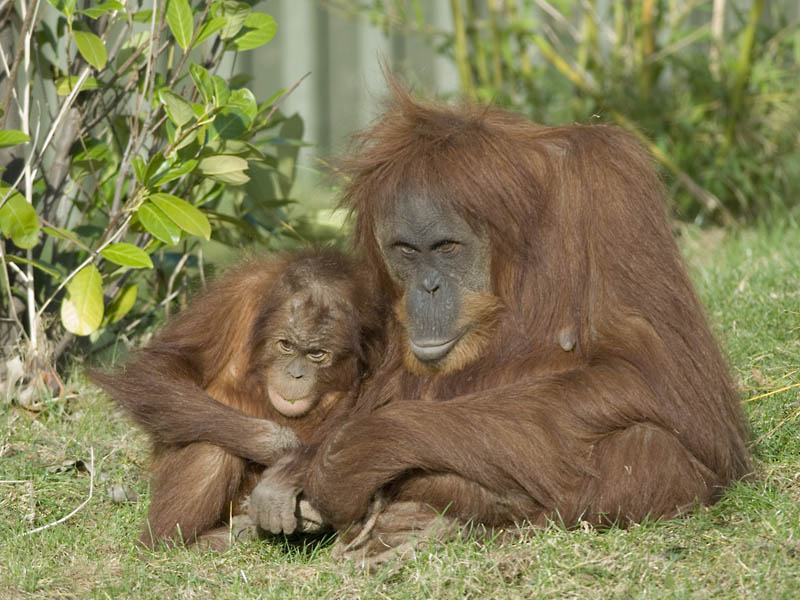 Sumatran orang utans