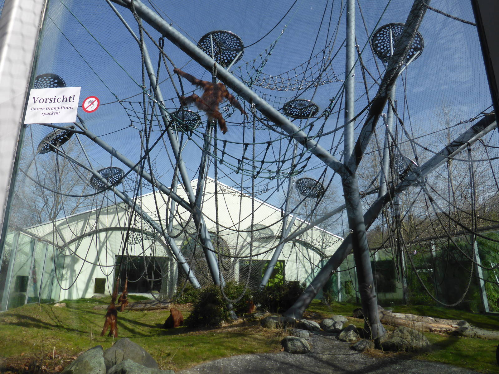 Sumatran orang utans