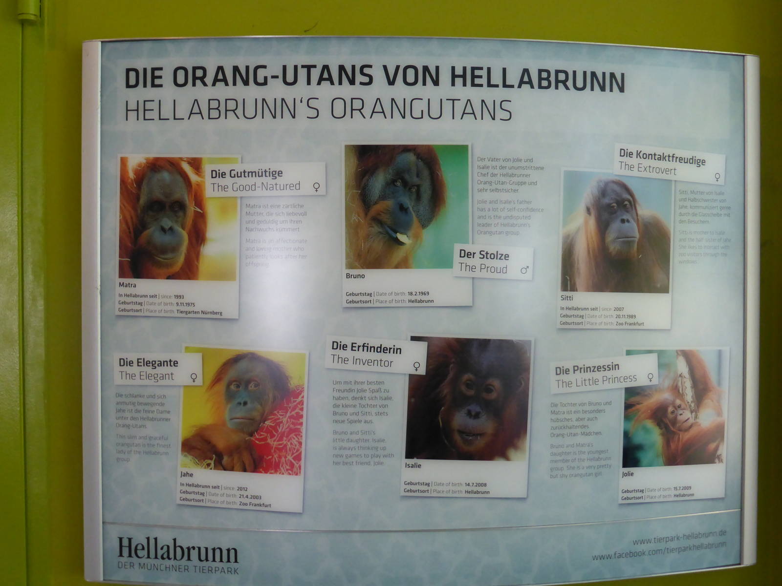Sumatran orang utans