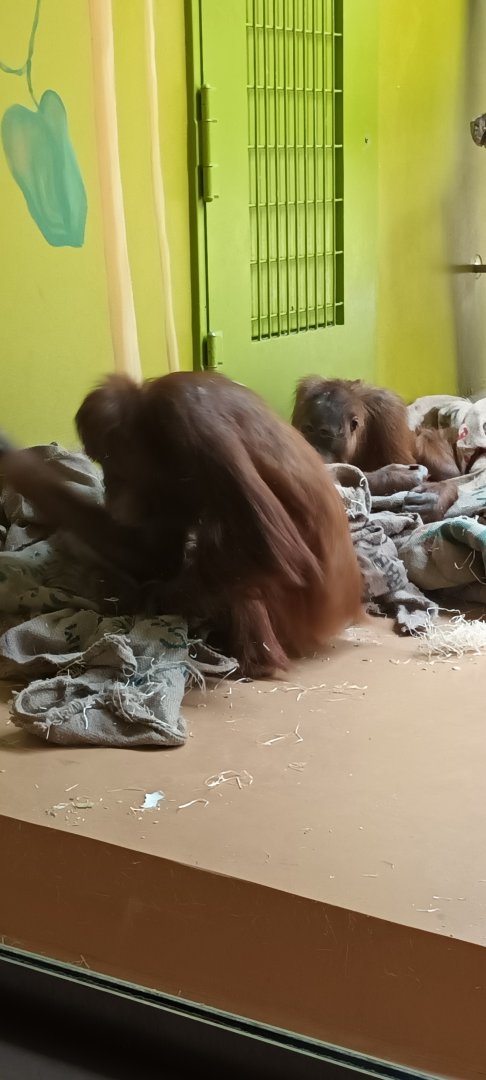 Sumatran Orang Utans