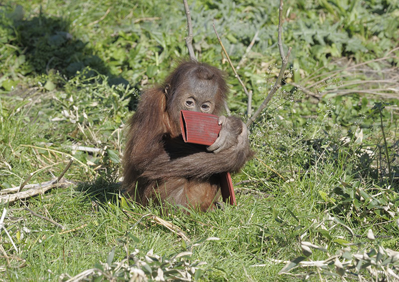 Sumatran orang with puzzle feeder