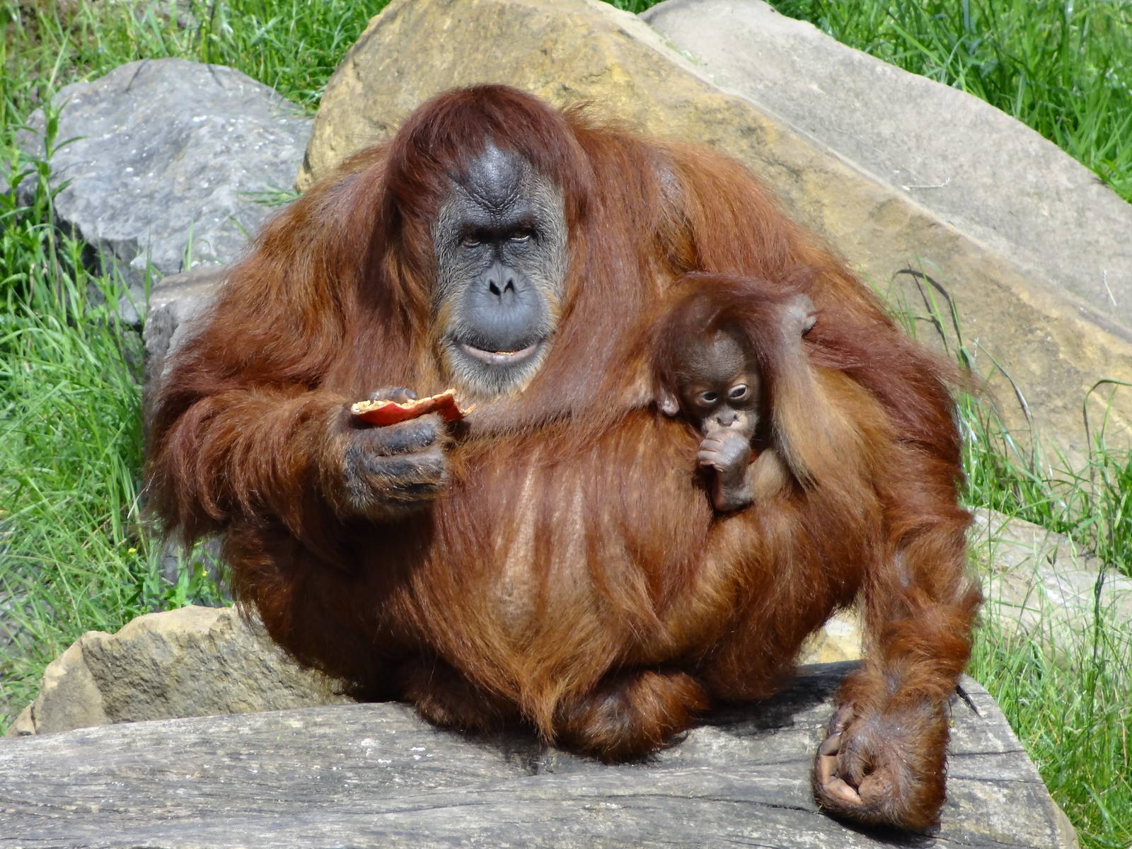 Sumatran orangs