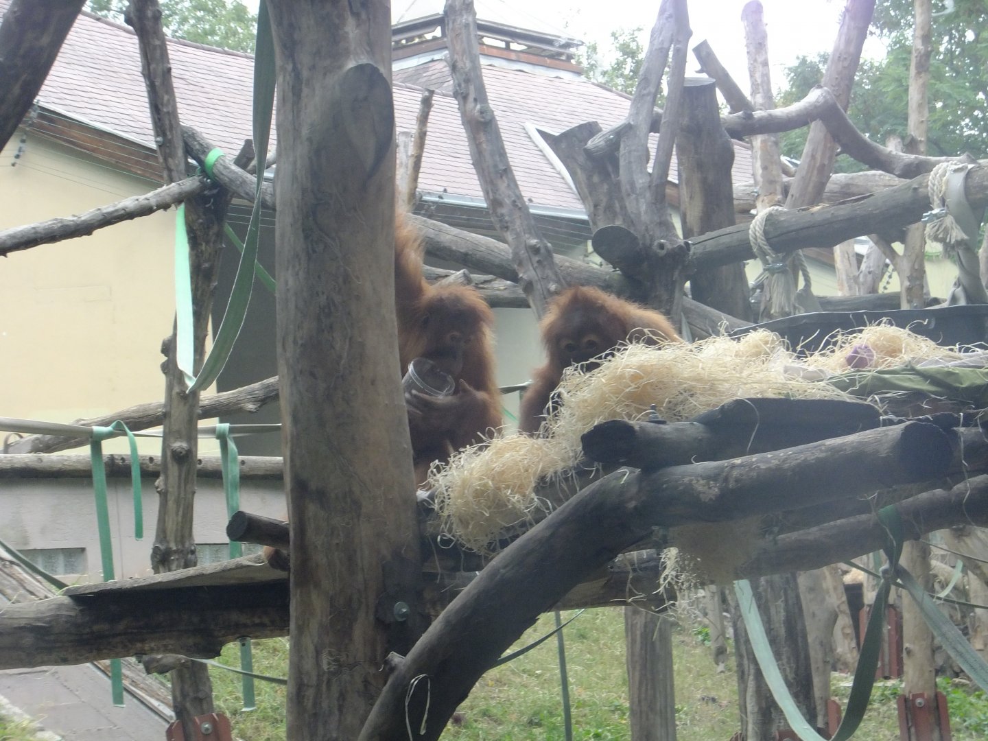 Sumatran orangs