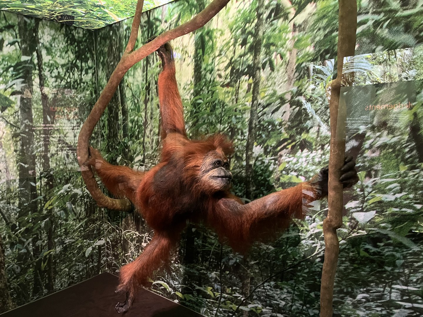 Sumatran orangutan 1.8.25