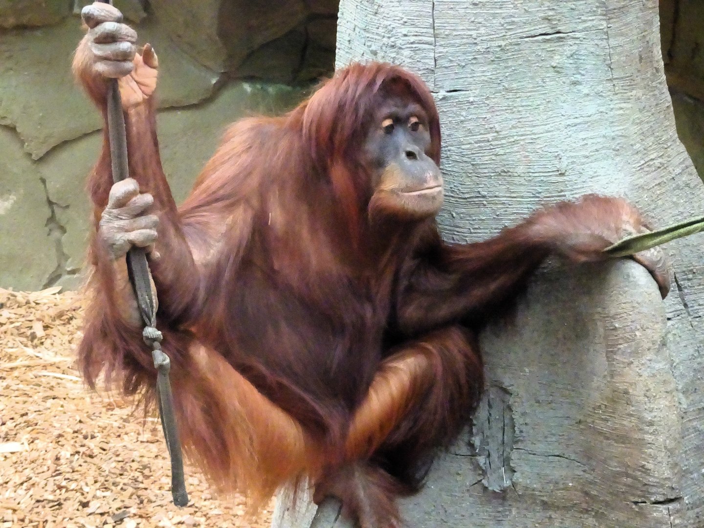 Sumatran Orangutan 13 September 2025