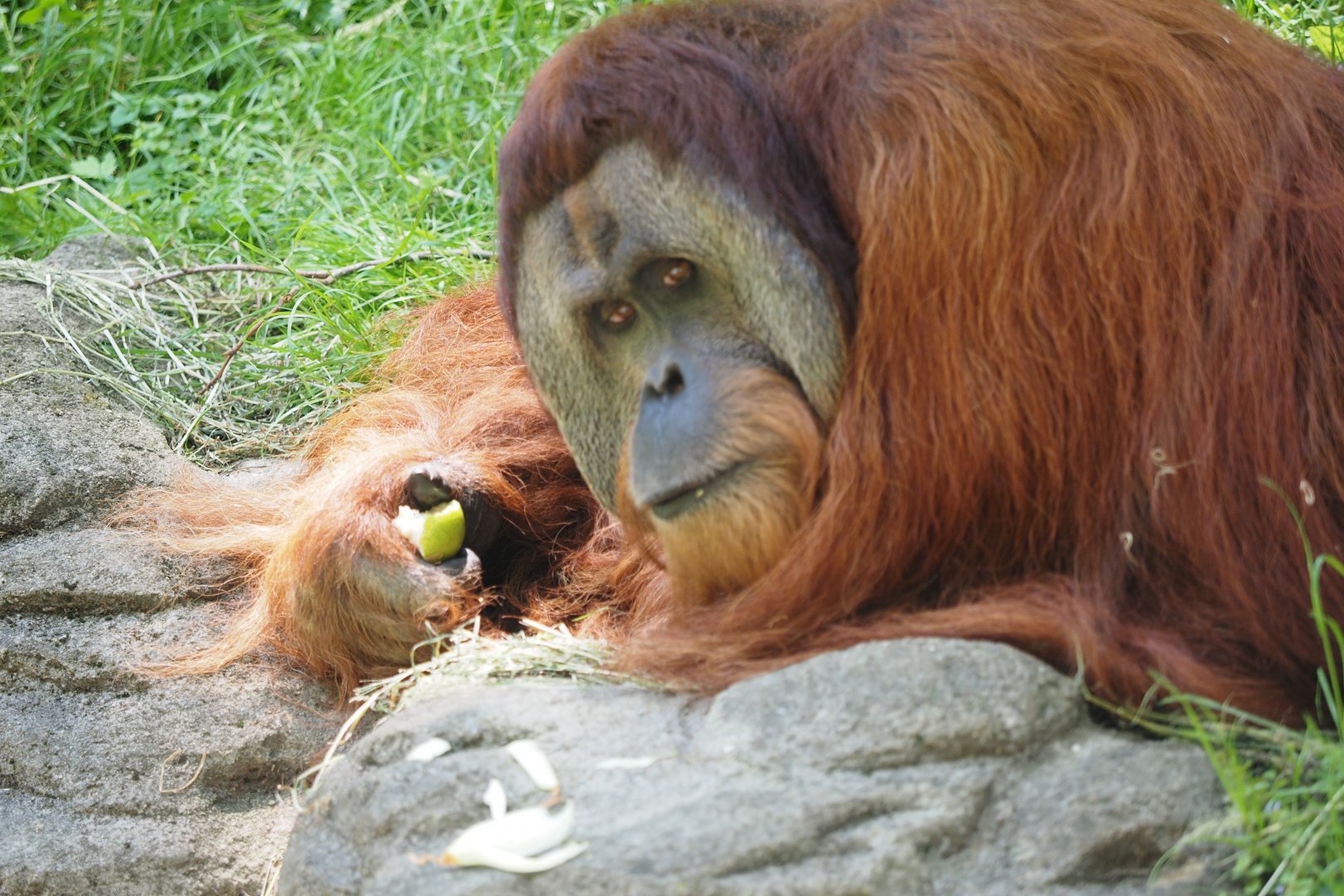 Sumatran Orangutan, 2017
