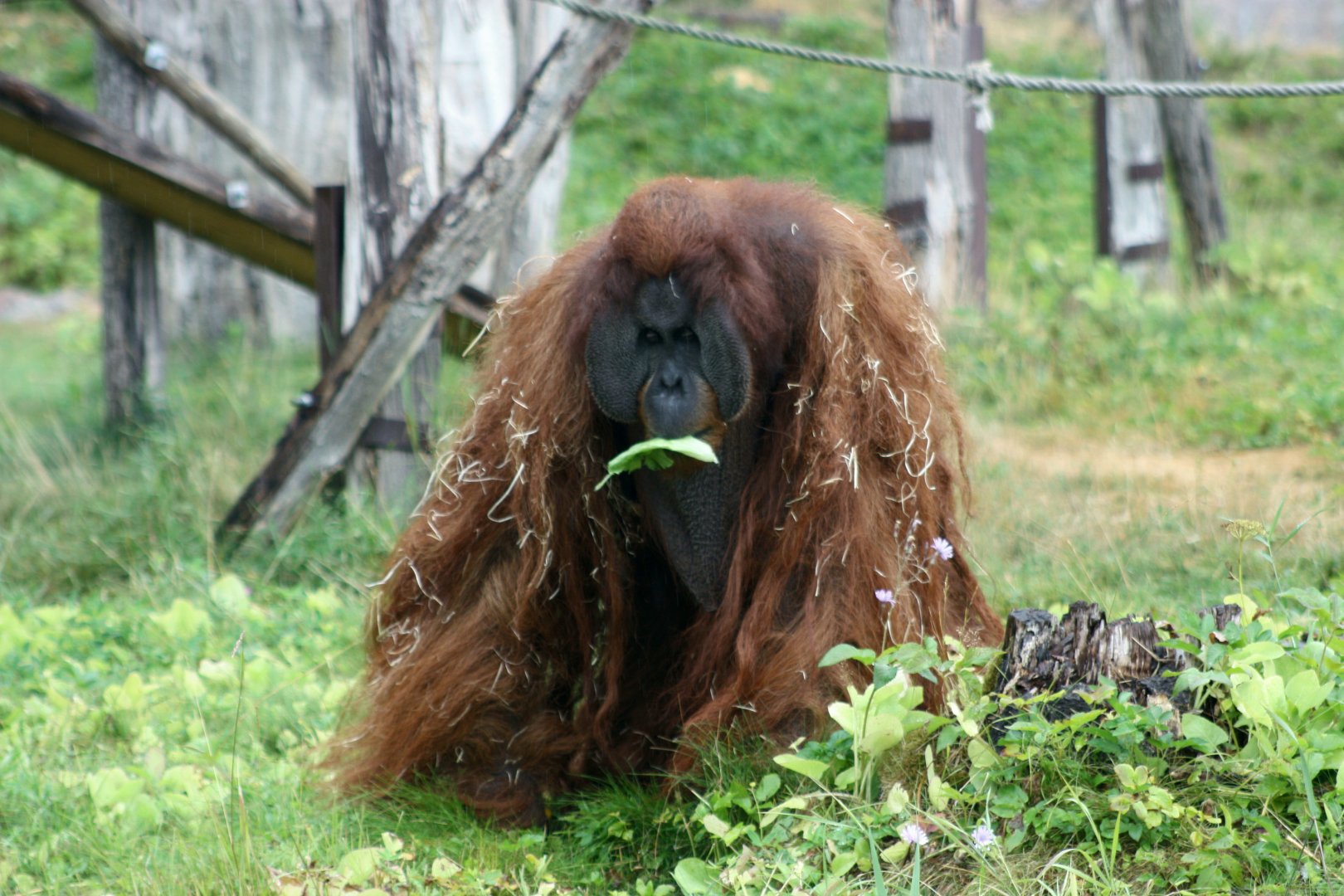 Sumatran orangutan 2018