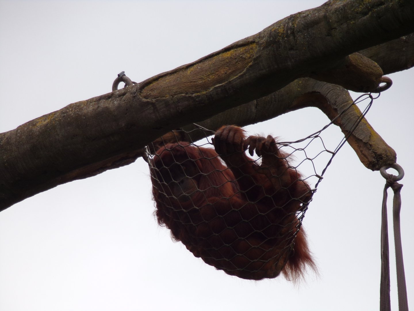 Sumatran orangutan 29.6.24