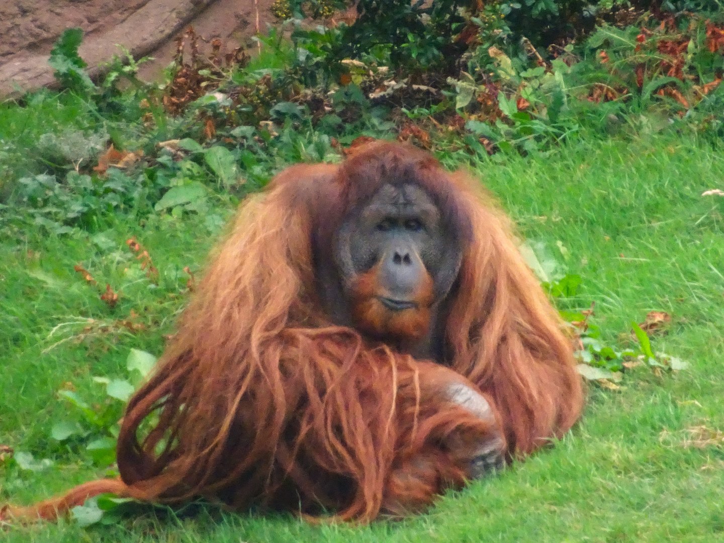 Sumatran Orangutan  6 September 2025