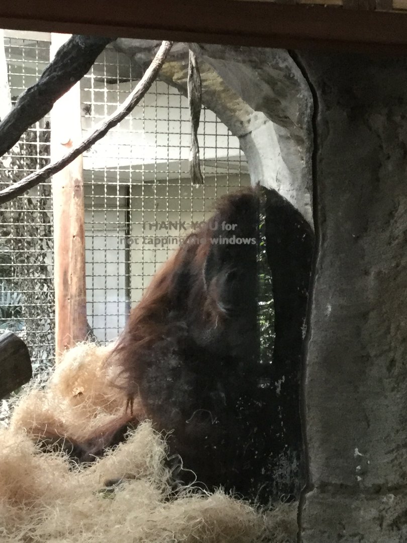 Sumatran Orangutan 8/3/19