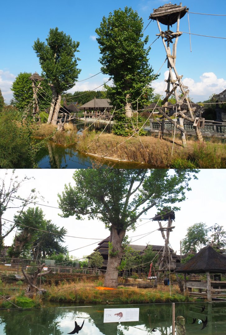 Sumatran orangutan and Asian small-clawed otter island, 2020-09-02
