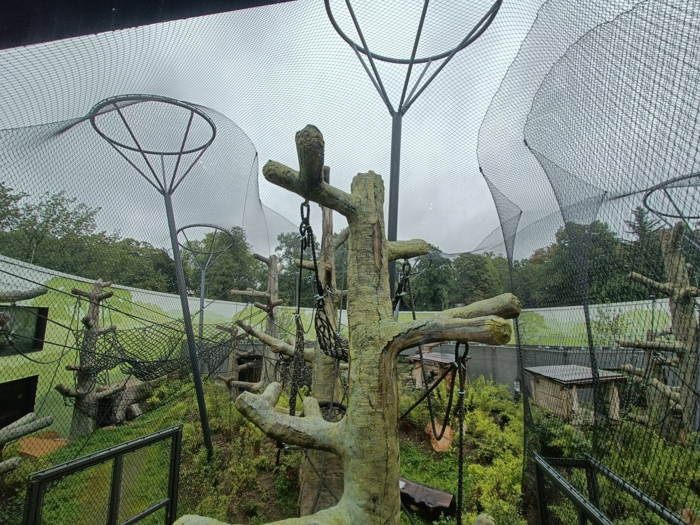 Sumatran Orangutan and Francois' Langur outdoors - new Orangutan-Haus