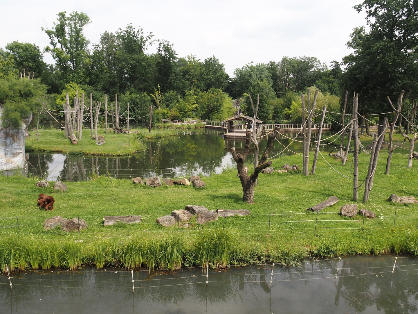 Sumatran orangutan and Hanuman langur islands, 2024-08-05