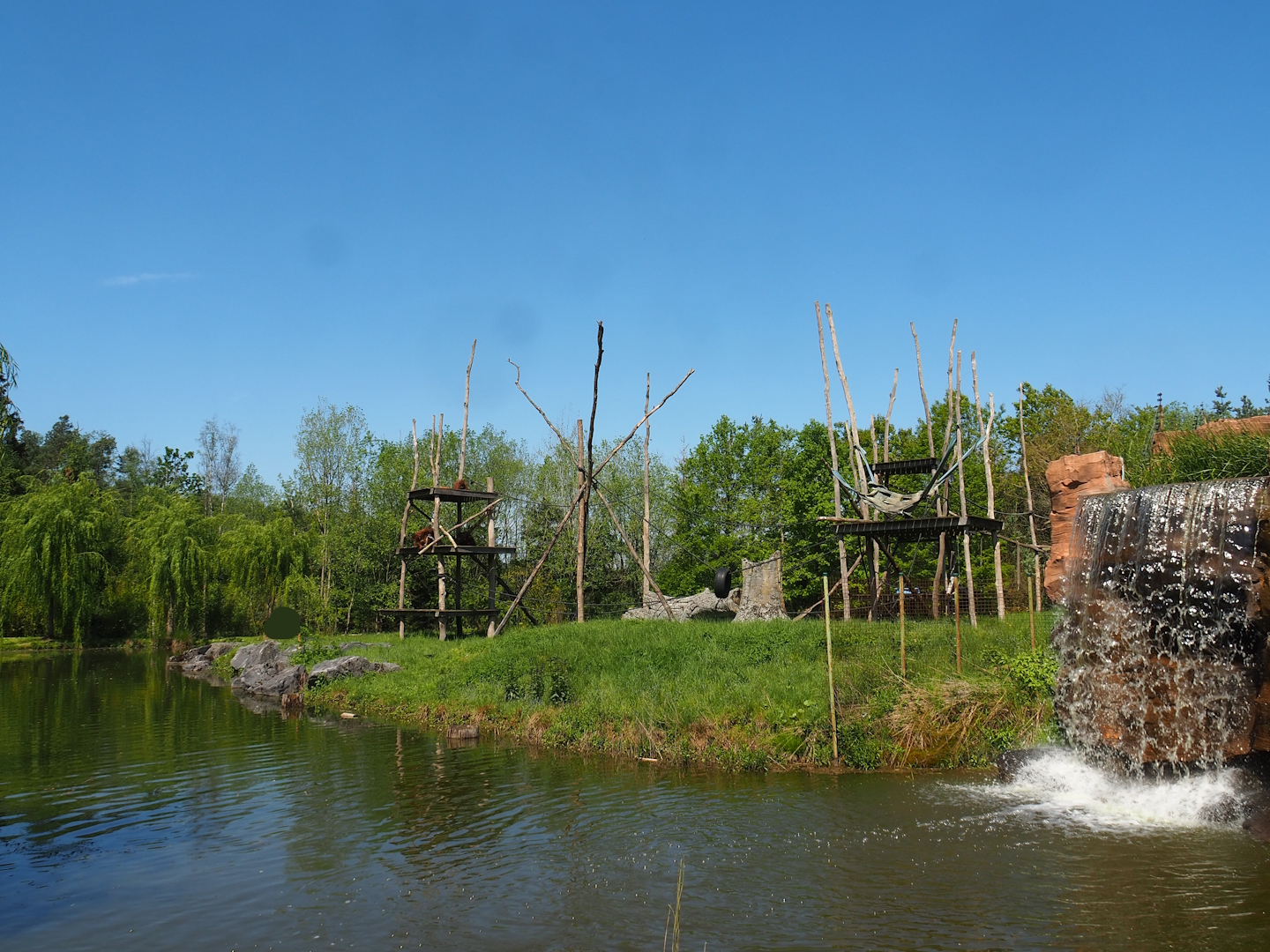Sumatran orangutan and Lion-tailed macaque building island, 2023-05-19