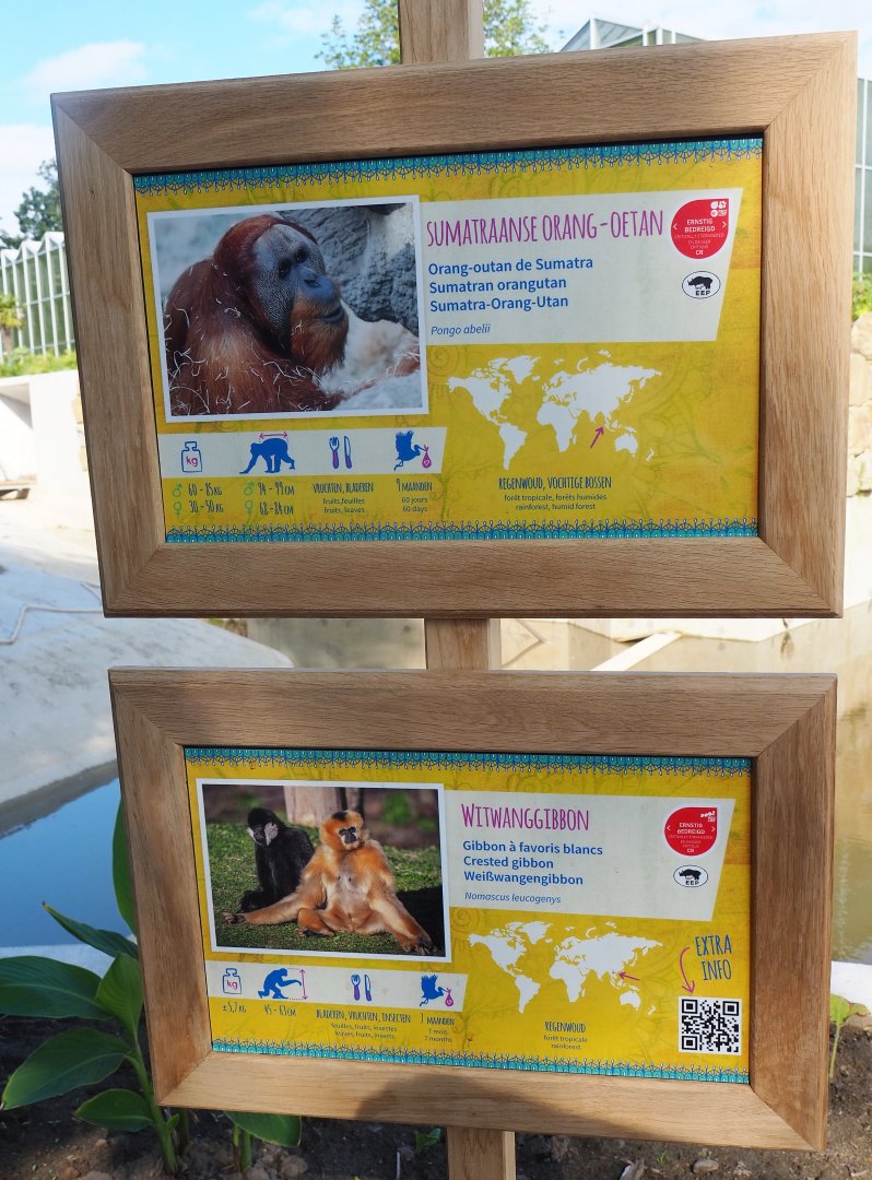 Sumatran orangutan and Northern white-cheeked gibbon signs, 2022-07-03