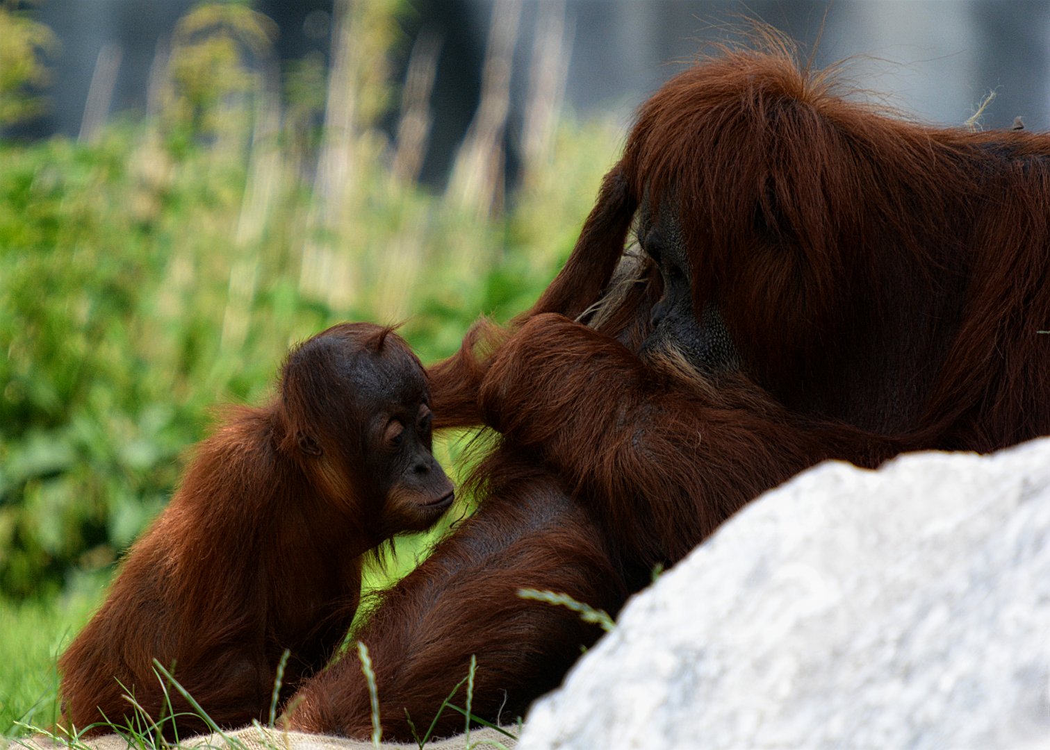 Sumatran Orangutan And Young
