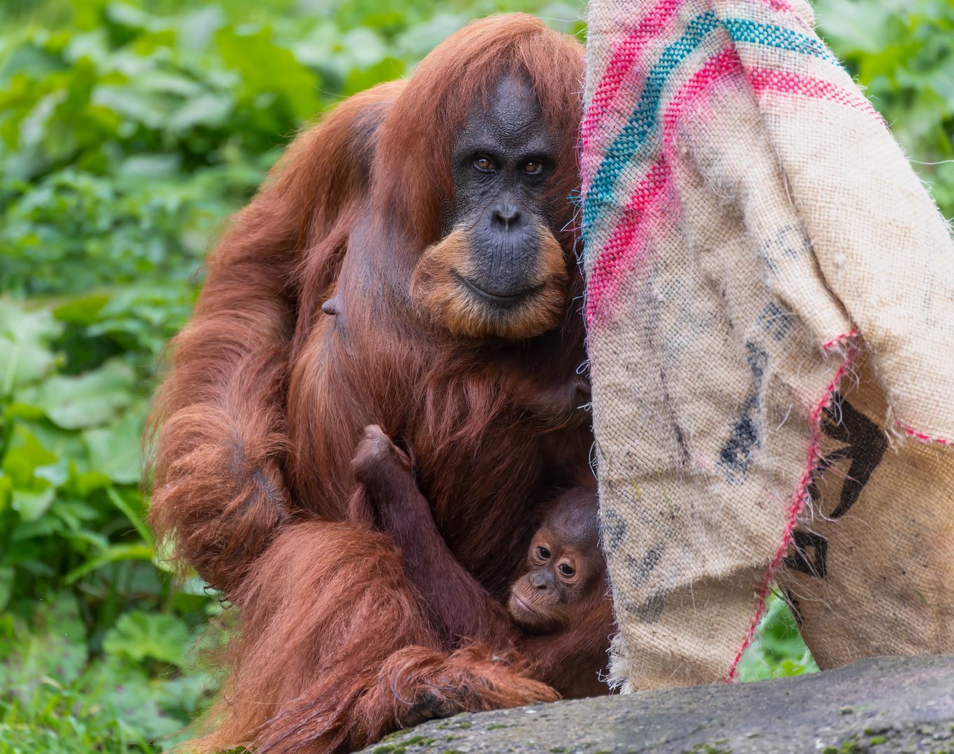 Sumatran Orangutan and youngster, Chester, UK