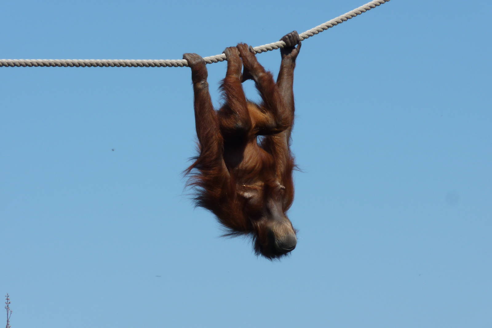 Sumatran Orangutan, April 2013