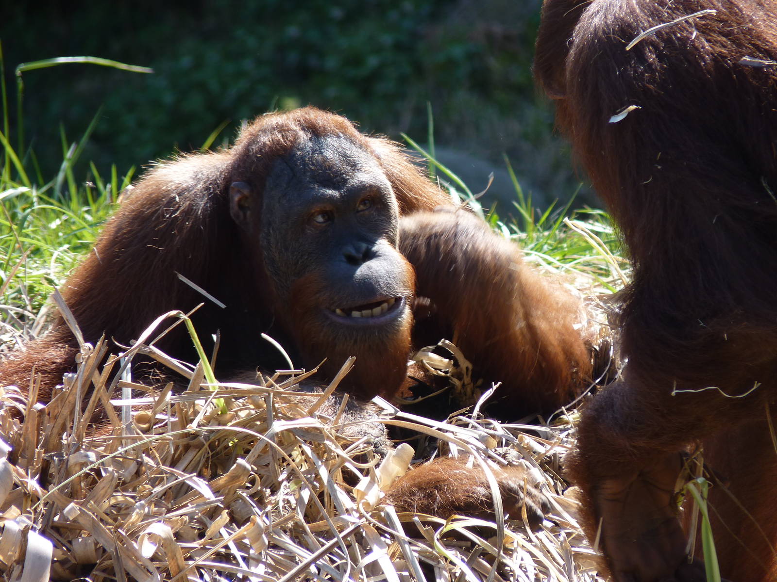 Sumatran Orangutan, April 2013