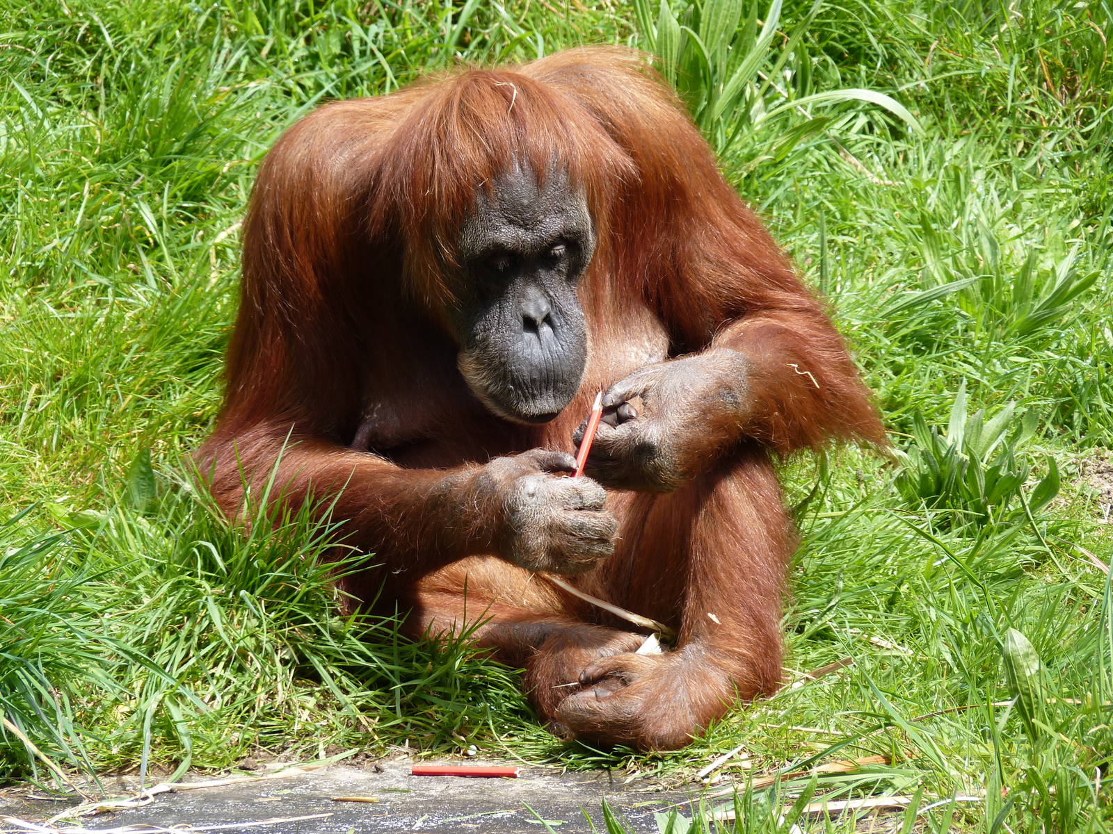 Sumatran Orangutan, April 2013