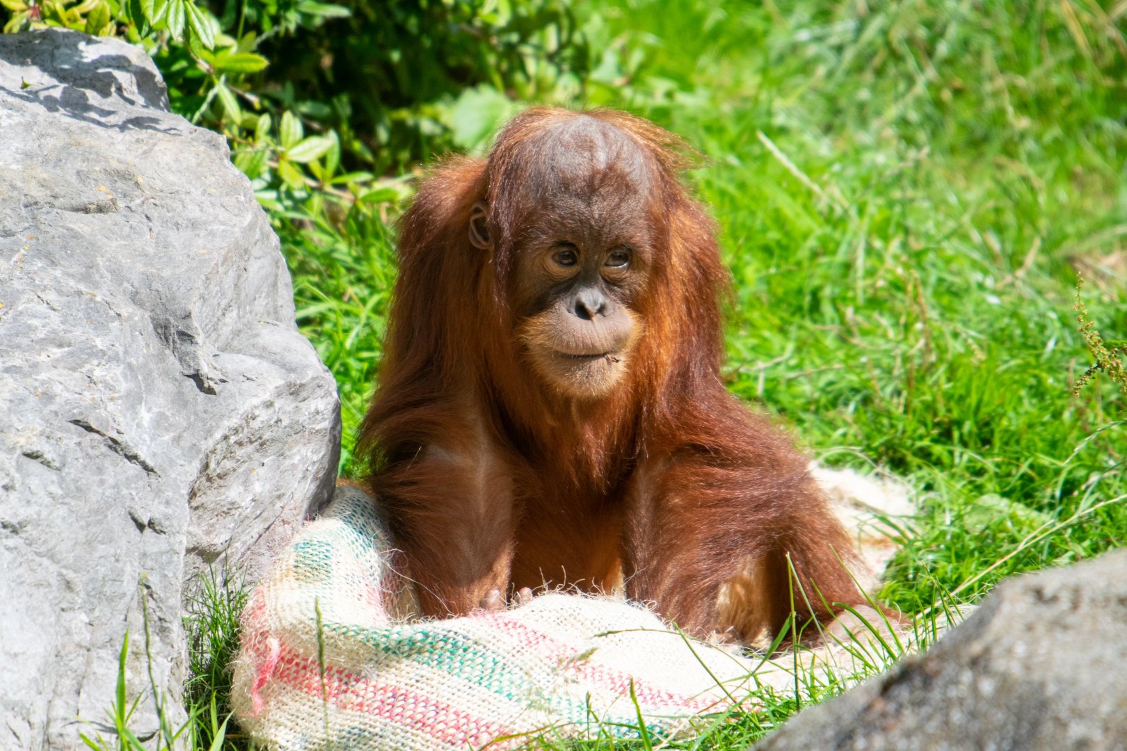 Sumatran Orangutan - Arga