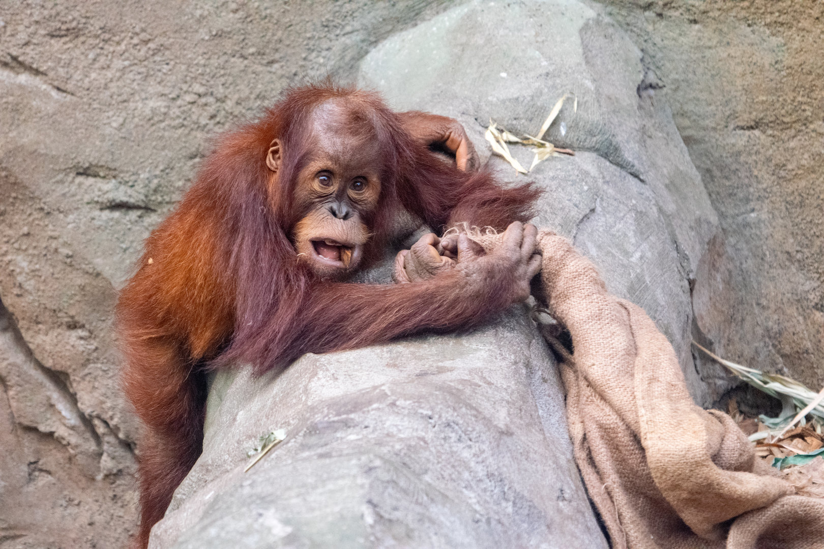 Sumatran Orangutan - Arga
