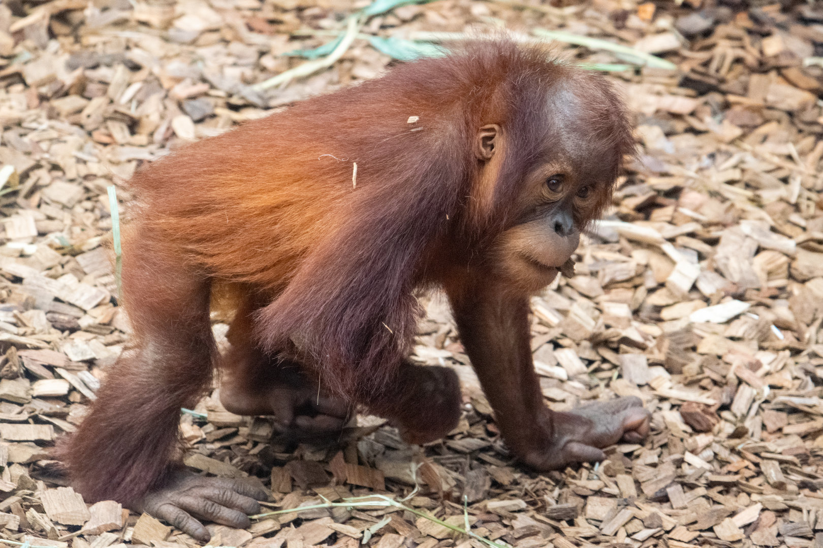 Sumatran Orangutan - Arga
