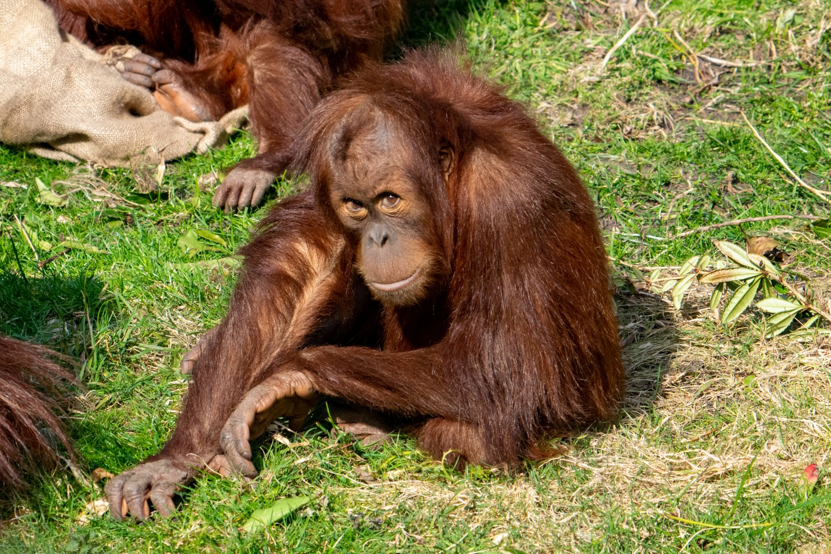 Sumatran Orangutan - Arga