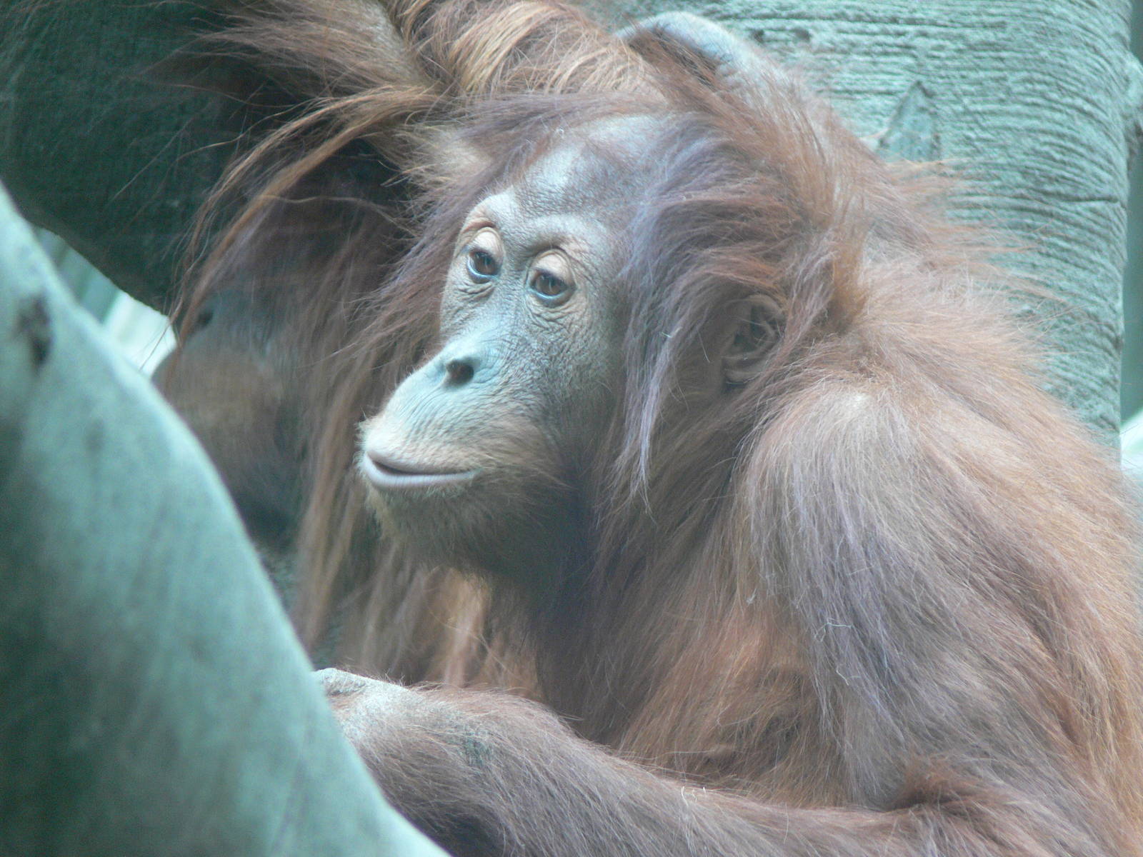 Sumatran Orangutan at Chester Zoo, 14/04/14