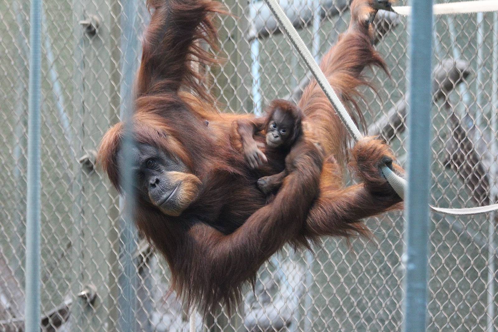Sumatran Orangutan baby