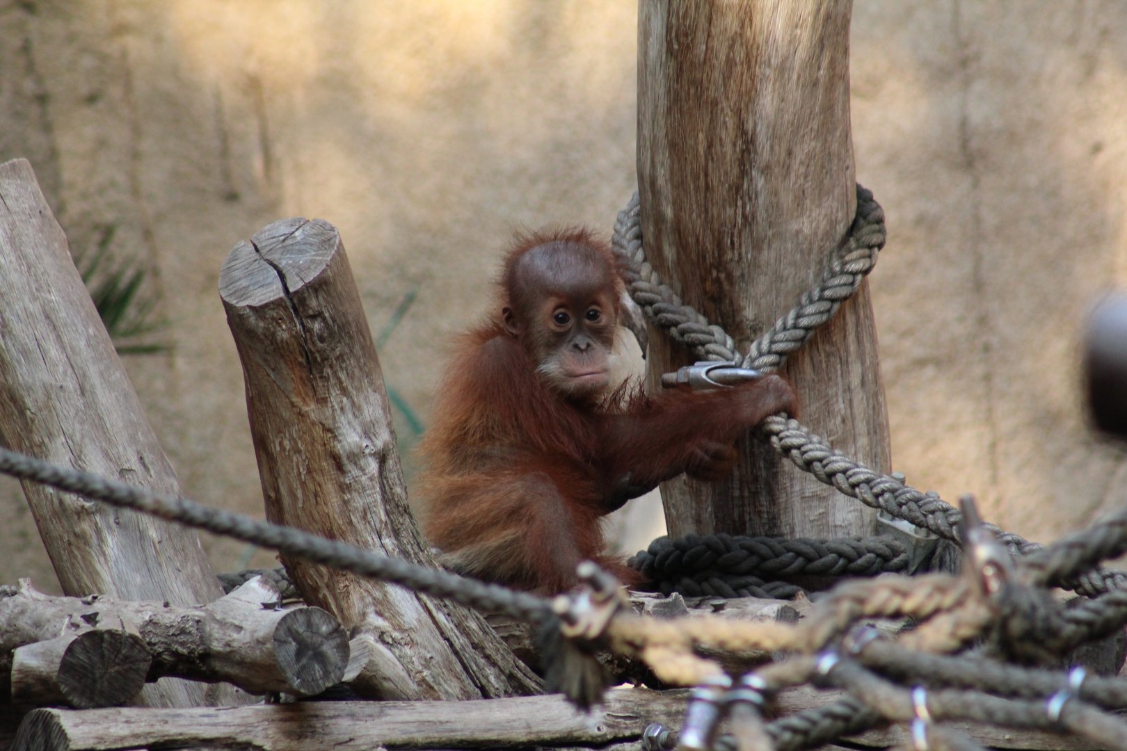 Sumatran Orangutan Baby