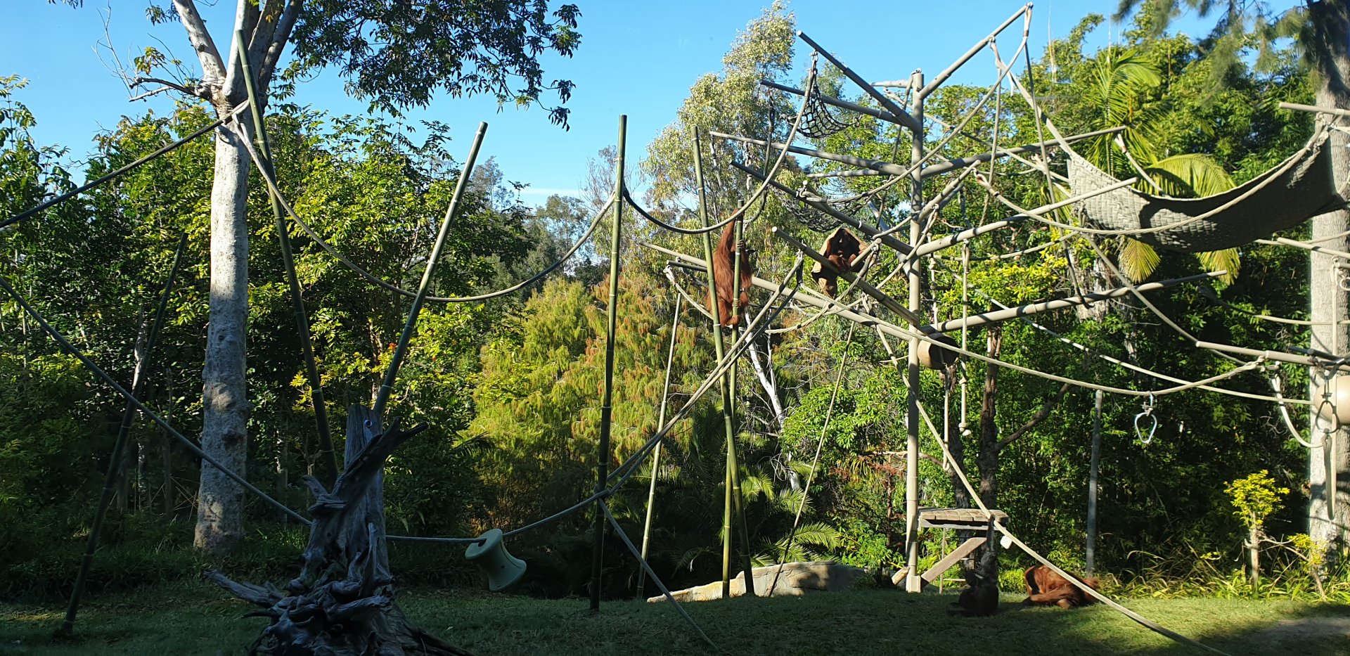 Sumatran Orangutan, Bornean Orangutan & Siamang exhibit, Lost Forest