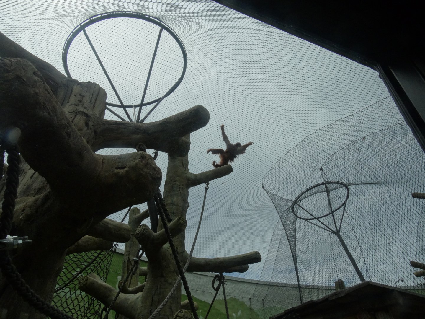 sumatran orangutan brachiating